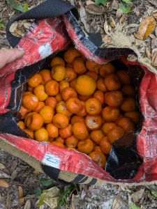 Florida Sands Music Ranch is on over 70 acres of hardwood hammock, including a veritable forest of orange trees, which were in full fruit and delicious at the time of the fest.